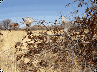 Hnízdo sociálních stepníků rodu Stegodyphus v Namibii
