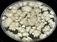 Kolonie Bacillus subtilis