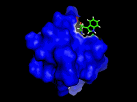 Model části RTX proteinu vázajícího vápenaté ionty a vykazujícího tryptofanovou fluorescenci