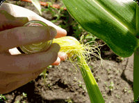 Umělé opylování kukuřičných květů