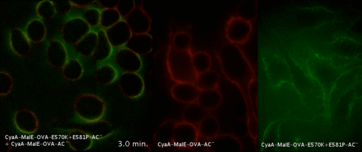 Vliv CyA toxoidu na buněčnou endocytózu