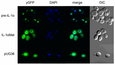 Prekursor IL-1α (pre-IL-1α) ve fúzi se zeleným fluorescenčním proteinem yGFP v buňkách S. cerevisiae