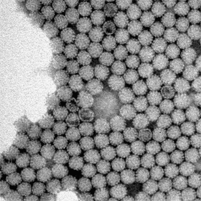Viriony myšího polyomaviru