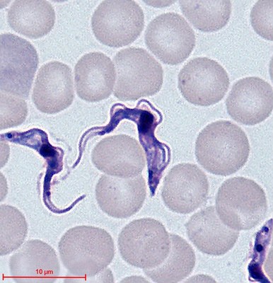 27_trypanosoma.jpg