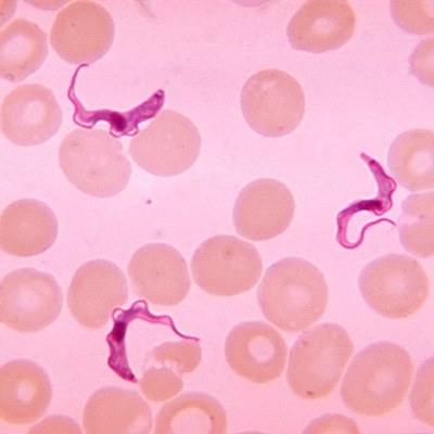 Trypanosoma.jpg