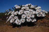 asteraceae-dimorphotheca_sp.jpg