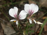 geraniaceae-pelargonium_myrrhifolium.jpg