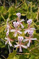 geraniaceae-pelargonium_spinosum.jpg