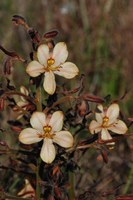 haemodoraceae-wachendorfia_brachyandra_1.jpg