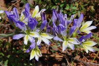 iridaceae-babiana_klaverensis_1.jpg