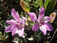 iridaceae-babiana_nana.jpg