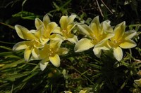 iridaceae-babiana_vanzyliae.jpg