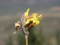 iridaceae-bobartia_sp.jpg