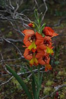 iridaceae-gladiolus_alatus.jpg