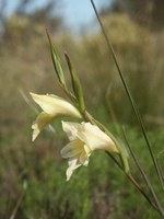 iridaceae-gladiolus_carinatus.jpg