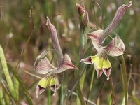 iridaceae-gladiolus_ceresianus.jpg