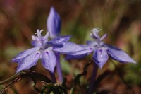 iridaceae-lapeirousia_montana_1.jpg