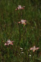 iridaceae-moraea_gawleri.jpg