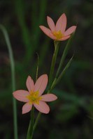 iridaceae-moraea_miniata.jpg