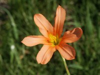 iridaceae-moraea_sp_1.jpg