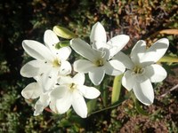 iridaceae-sparaxis_bulbifera.jpg