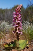 orchidaceae-satyrium_erectum.jpg