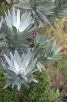 proteaceae-leucadendron_argenteum.jpg