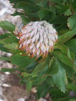 proteaceae-leucadendron_cryptocephalum.jpg