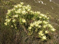 proteaceae-leucadendron_gandogeri_2.jpg