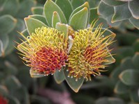 proteaceae-leucospermum_oleifolium.jpg