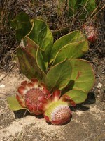 proteaceae-protea_acaulos.jpg