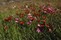 renosterveld-hesperantha_pauciflora_romulea_sabulosa