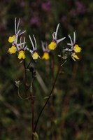 scrophulariaceae-nemesia_cheiranthus.jpg