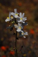 scrophulariaceae-nemesia_leipoldtii.jpg