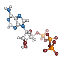 molekula_web_m.png