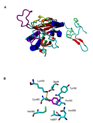 Enzymová aktivita plísňových nitrilas není strukturně vázaná na tvorbu heterogenních trubic - velký