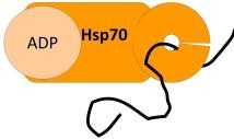 review-biologia-plantarum-Hsp70 s proteinem_small.jpg