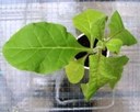 Can increased temperature help tobacco plants fight viral infection?