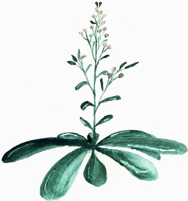 arabidopsis-thaliana.jpg