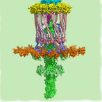 proteins22156.png