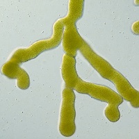 Popular Science: A green parasite of two faces