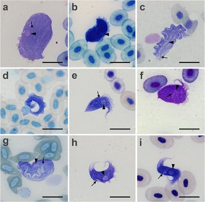 Astonishing diversity of trypanosomes in frogs