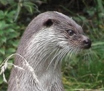 Popular Science: Otters vs Anglers: Do they catch fish of the same species and sizes?