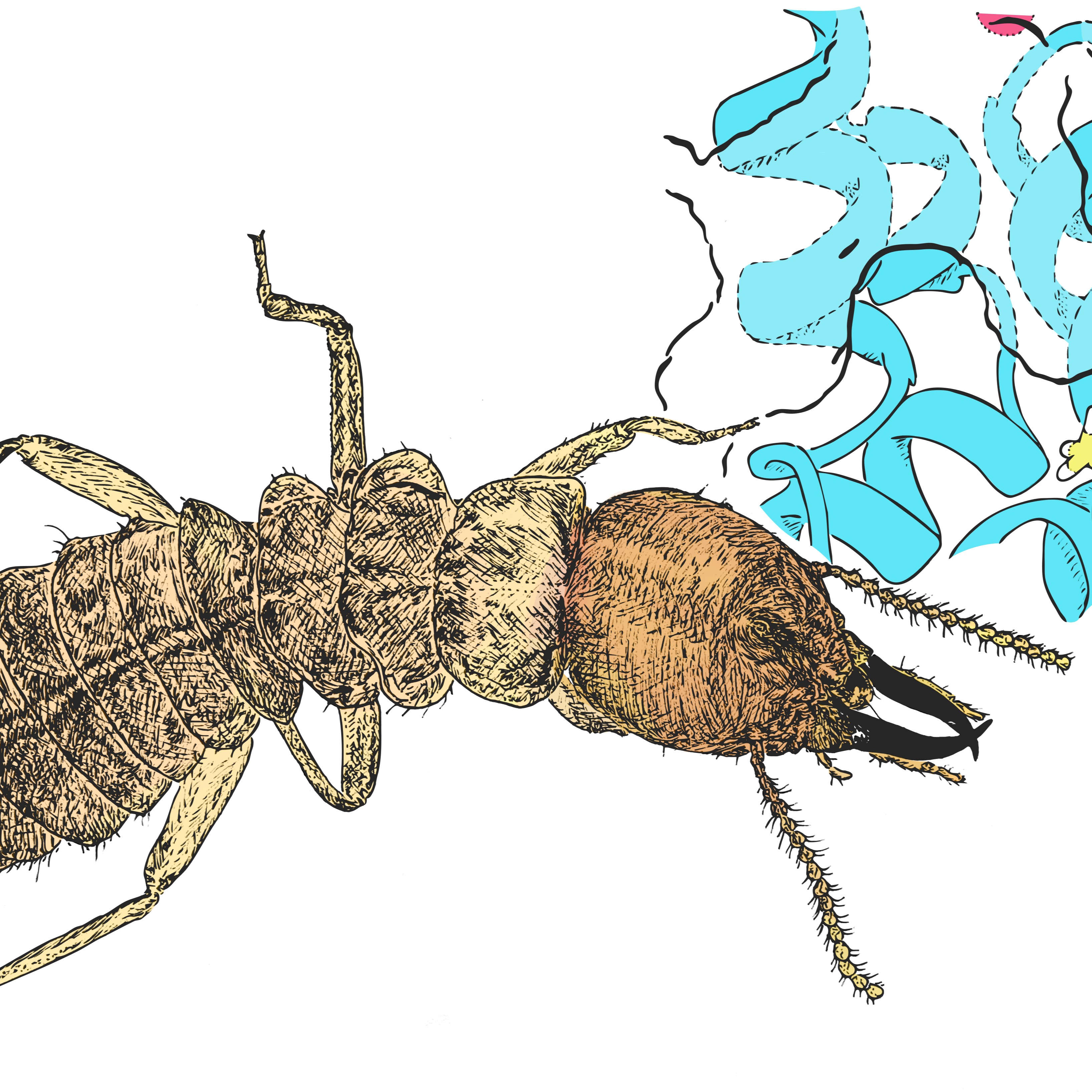 Biochemical Basis of Termite Ecological Success