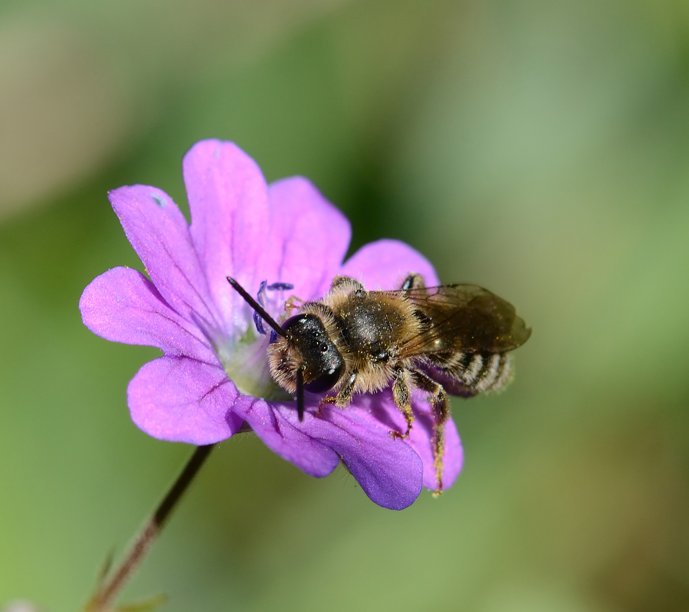 Diversified agriculture to support bee biodiversity