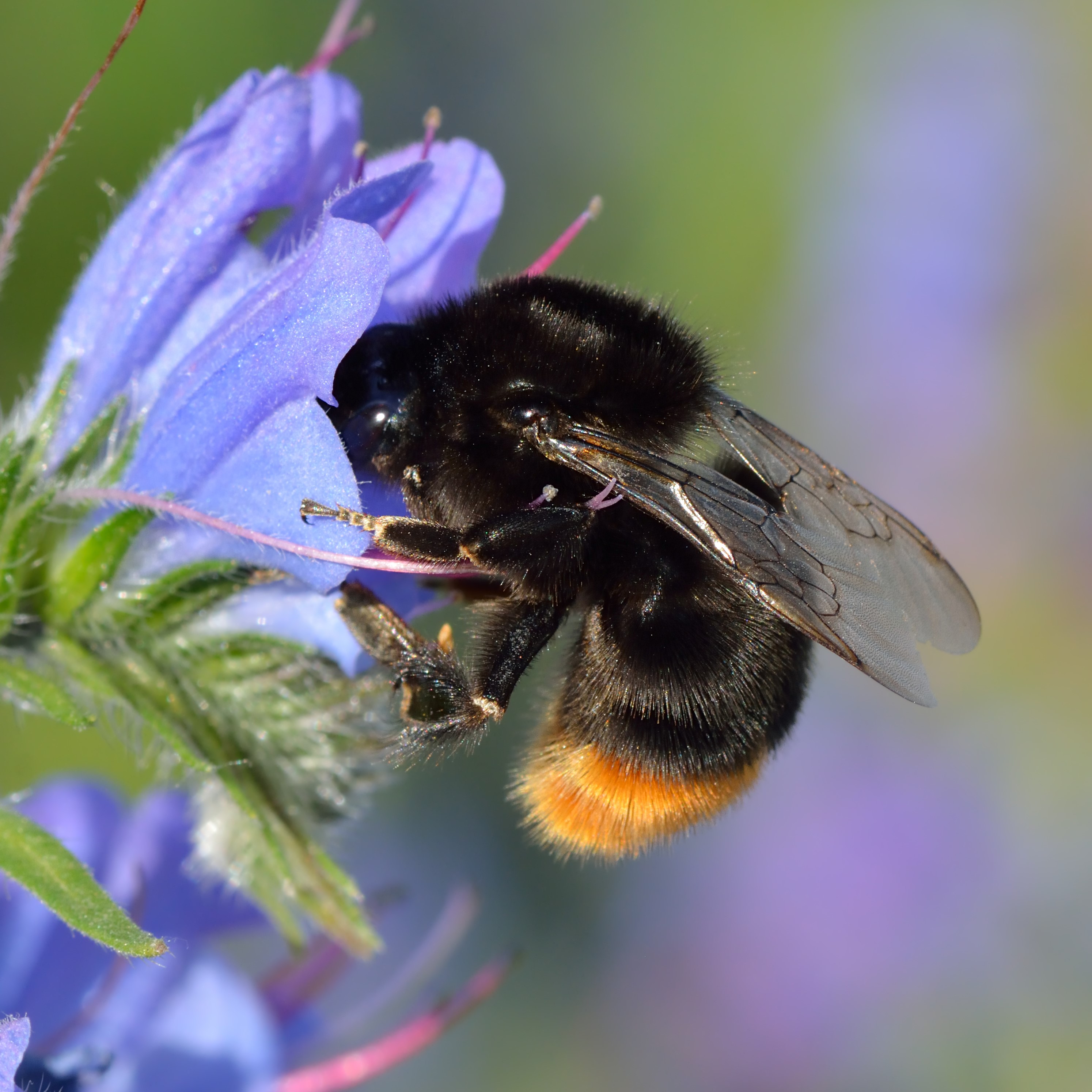 How are insects doing these days? Bumblebee genes provide the answer.