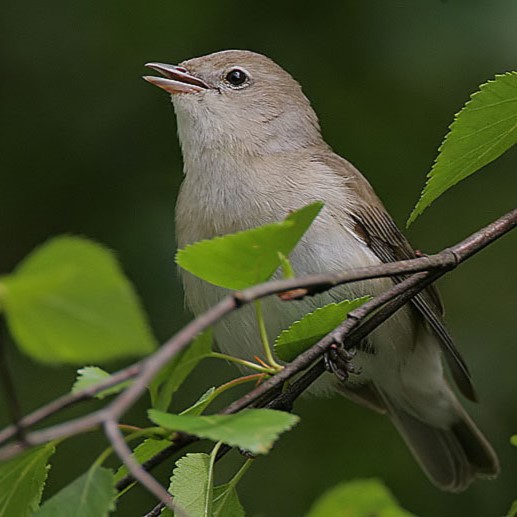 How do birds like it in Czech forests?