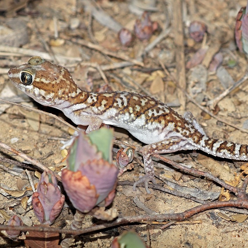 Pubertal Growth Spurt? Geckos Tell a Different Tale.