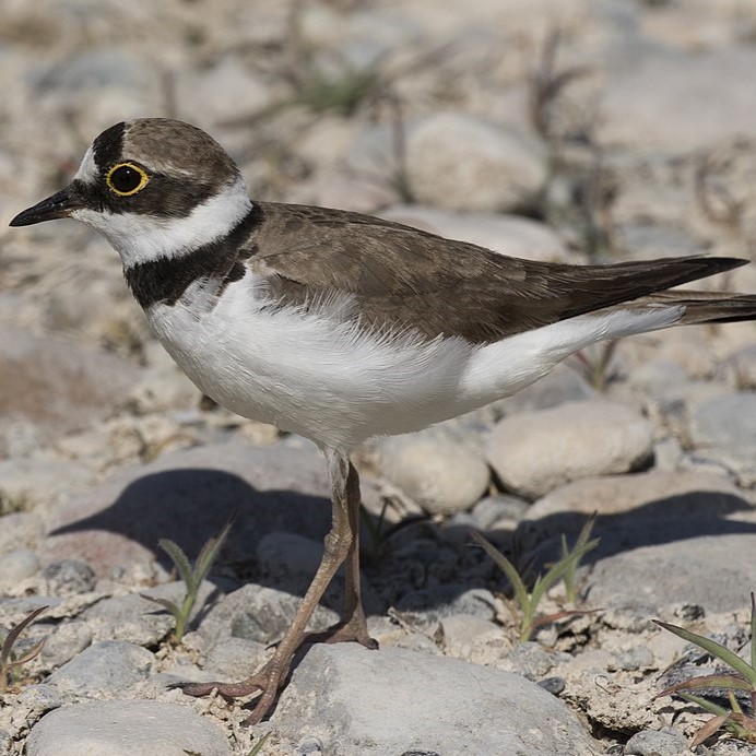 What does the weather forecast tell us about little ringed plovers?
