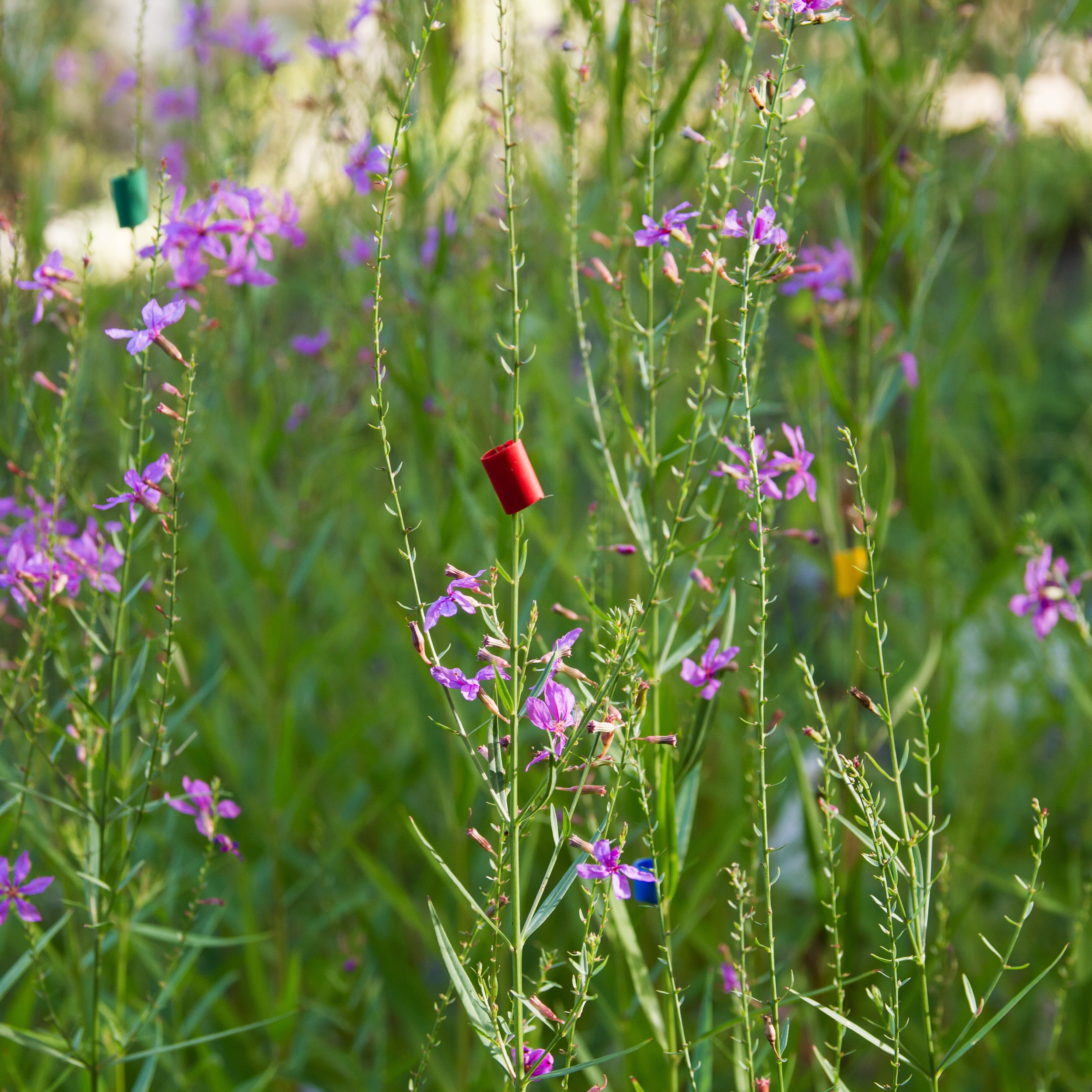 What influences the season length of perennial herbs?